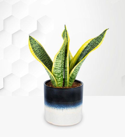 Spring Snake Plant