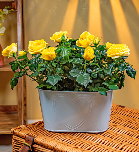 Sunshine Rose Duo - Rose Plants - Yellow Rose Plants - Indoor Plants - Indoor Plant Delivery - Plant Gifts