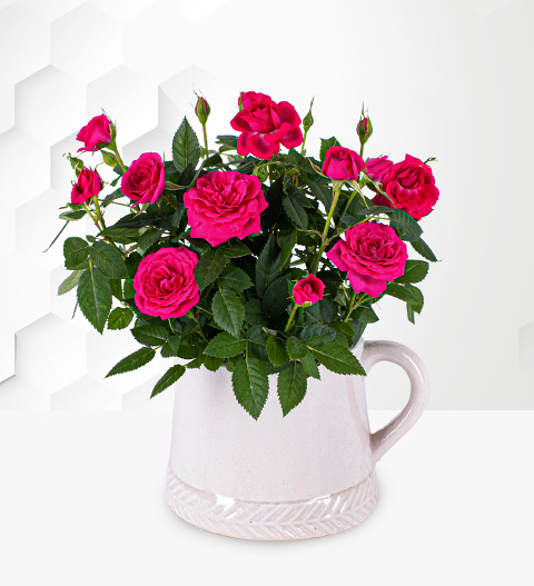 Rose Plant - House Plants - Rose Plants For Sale - Indoor Plants - Indoor Rose Plant - Plant Gifts - Plant Gift Delivery - Plant Delivery