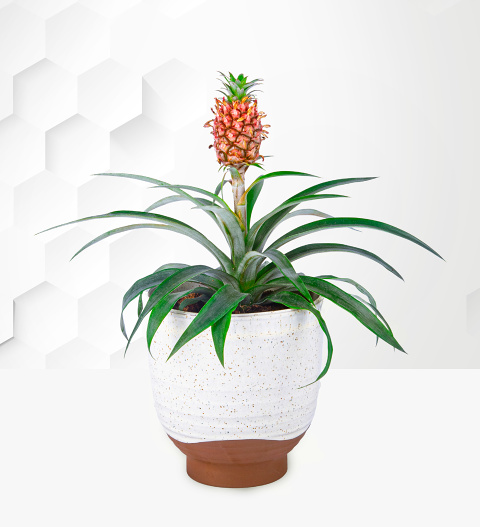 Image of Pink Pineapple Plant