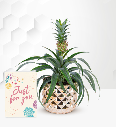 Golden Pineapple Plant with Card image