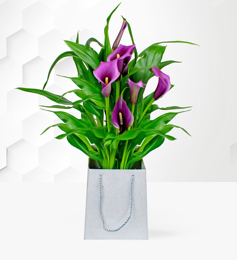 Calla Lily Plant - Free Chocs image