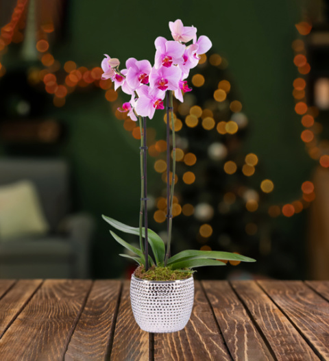 Classic Phalaenopsis Orchid - Orchid Plants - Christmas Plants - Indoor Plants - Indoor Plant Delivery - Houseplants - Free Chocs