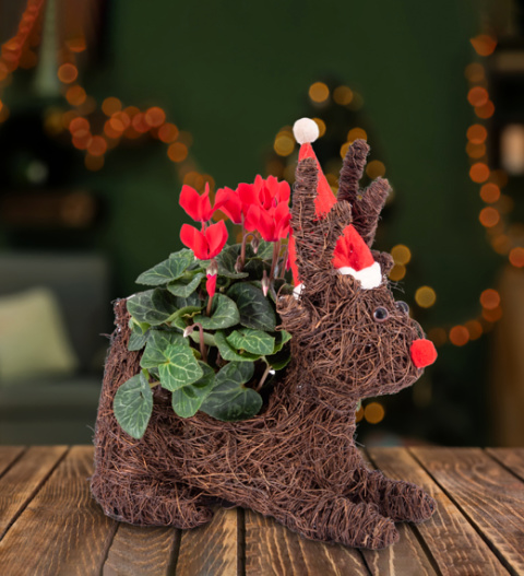 Christmas Cyclamen - Christmas Plants - Christmas Plant Gifts - Cyclamen Plants - Christmas Plant Delivery - Xmas Plants