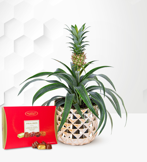 Golden Pineapple Plant with Chocolates image