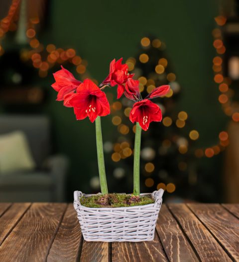 Christmas Amaryllis Basket - Christmas Plants - Amaryllis Plants - Christmas Plant Delivery - Indoor Plants - Indoor Plant Delivery - Free Chocs