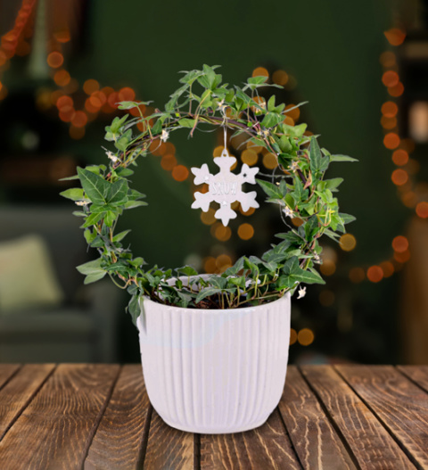 Christmas Ivy Hoop - Christmas Plants - Ivy Plants - Christmas Plant Gifts - Christmas Plant Delivery - Christmas Indoor Plants - Free Chocs