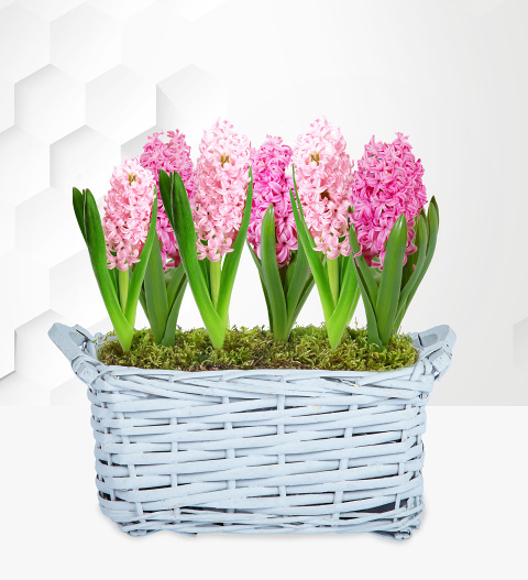 Image of Spring Hyacinth Basket