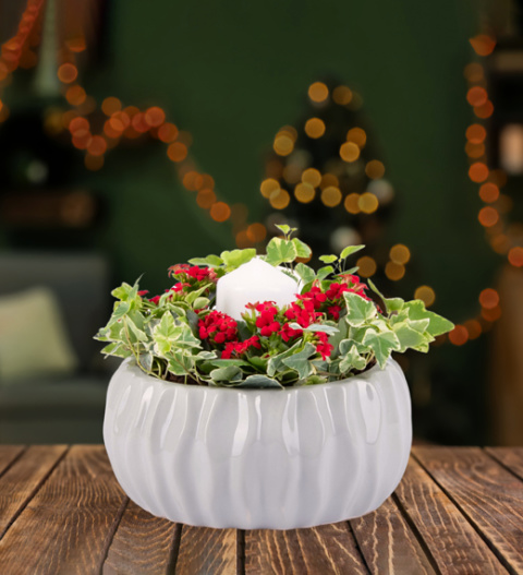 Christmas Candle Centrepiece - Christmas Plants - Indoor Plants - Indoor Plant Delivery - Christmas Plant Delivery - Free Chocs