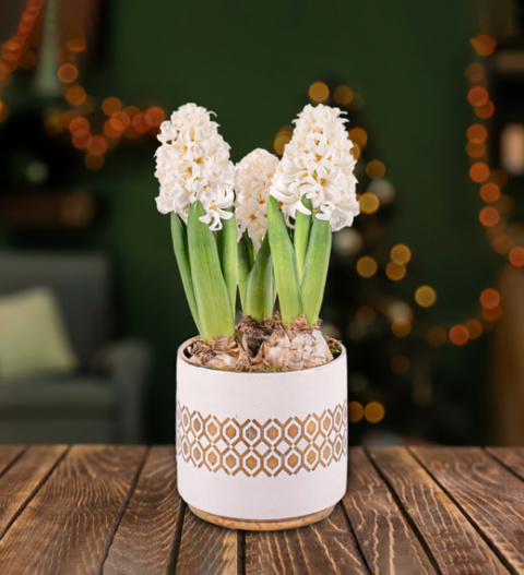 White Christmas Hyacinths - Christmas Indoor Plants - Christmas Indoor Plant Delivery - Christmas Plant Delivery - Free Chocs