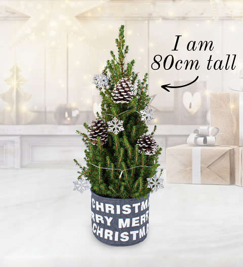 Luxury Merry Christmas Tree - Christmas Trees Delivered - Small Christmas Trees - Christmas Tree Delivery - Small Real Christmas Trees