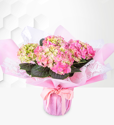 Image of Spring Hydrangea