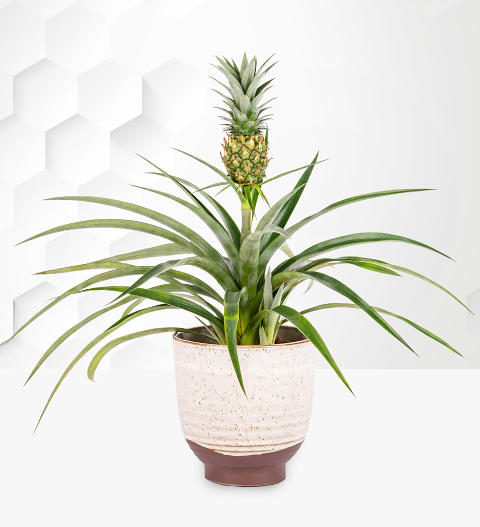 Pineapple Plant image
