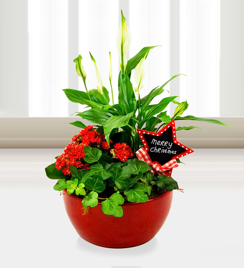 Christmas Plant Arrangement - Free Chocs image