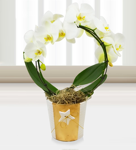 Holiday Orchids - Free Chocs image