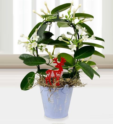 Merry Stephanotis - Free Chocs image