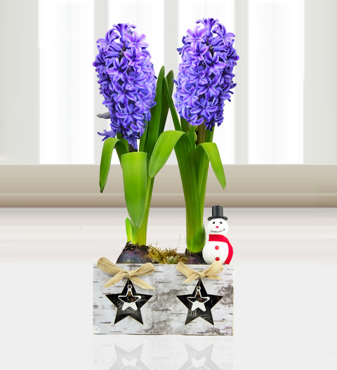 Festive Hyacinth Duo - Free Chocs image