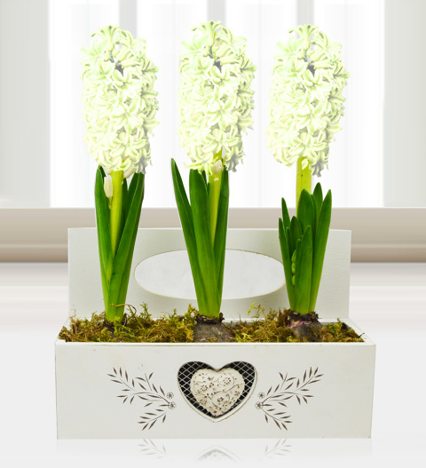 Christmas Hyacinth Trio - Free Chocs image