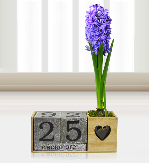 Festive Hyacinth - Free Chocs image
