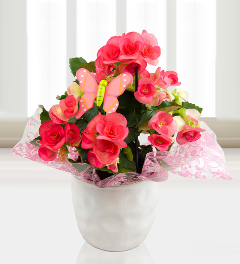 Beautiful Begonias - Free Chocs image