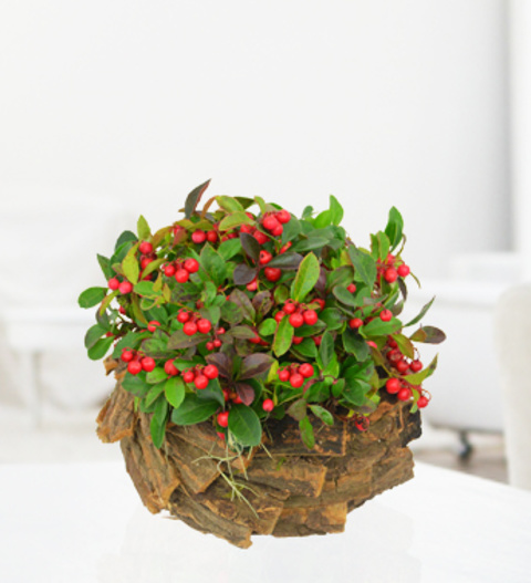 Image of Rustic Red Berry Display - Free Chocs
