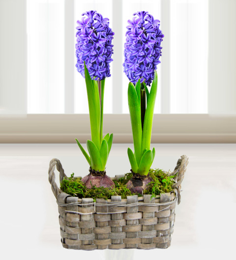 Hyacinth Basket - Free Chocs image