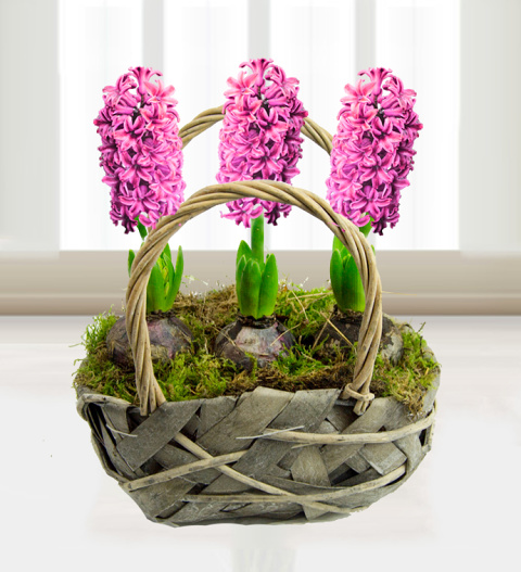 Traditional Hyacinths - Free Chocs image