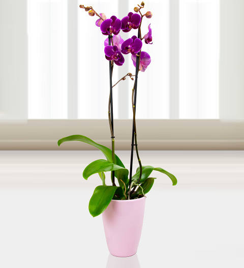 Phalaenopsis Rio Grand image