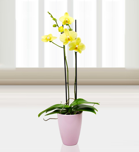 Phalaenopsis Alassio image