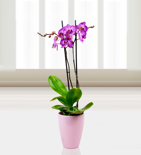 Phalaenopsis Paso Robles image