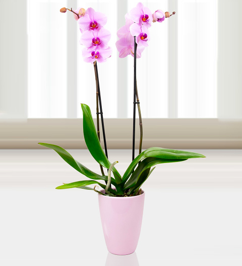 Phalaenopsis Washington image