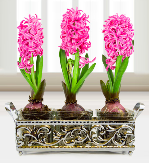 Trio Ornate Hyacinths - Free Chocs image