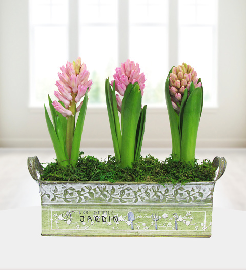 Fragrant Hyacinths - Free Chocs image