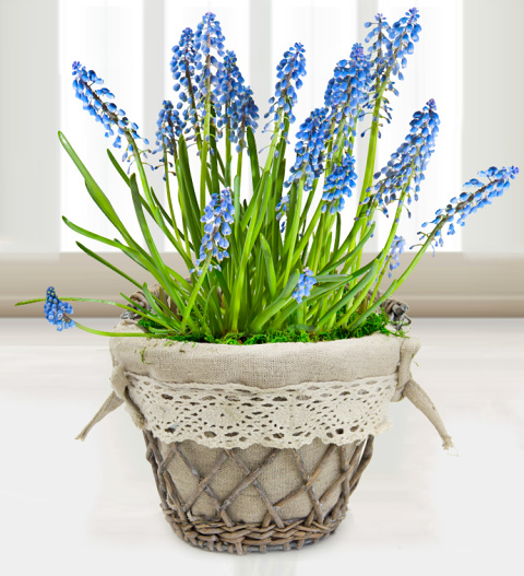 Muscari Basket - Free Chocs image