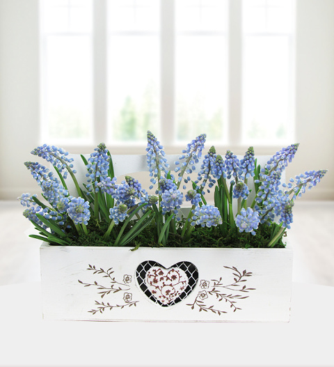 Spring Muscari - Free Chocs image