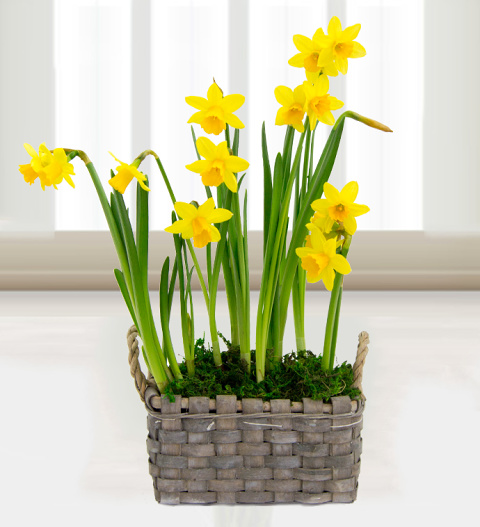 Spring Daffodil Basket - Free Chocs image