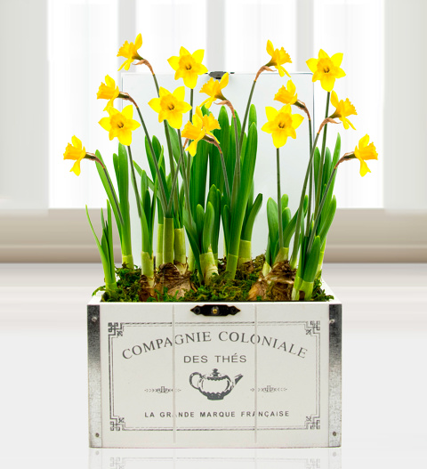 Mother's Day Daffodils - Free Chocs image