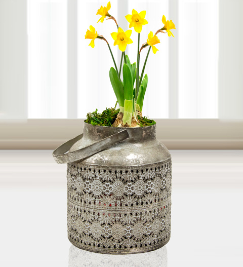 Mum's Daffodils - Free Chocs image