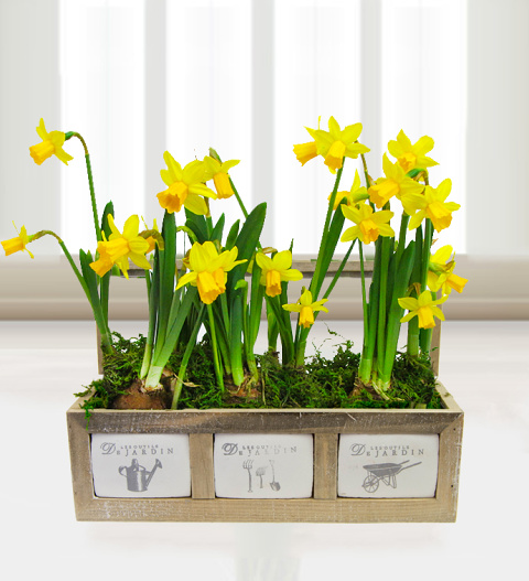 Tete a Tete Planter - Free Chocs image