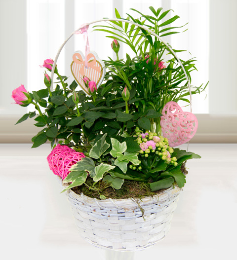 Mums Flower Basket - Free Chocs image