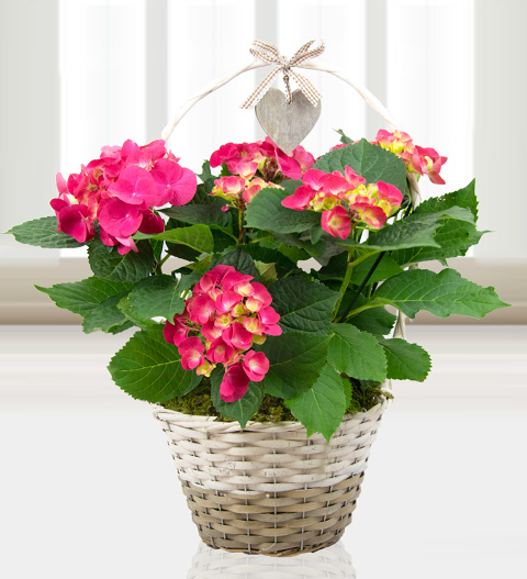 Basket of Hydrangeas - Free Chocs image