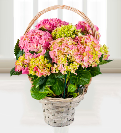 Hydrangea Basket - Free Chocs image