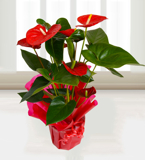 Anthurium Attraction - Free Chocs image