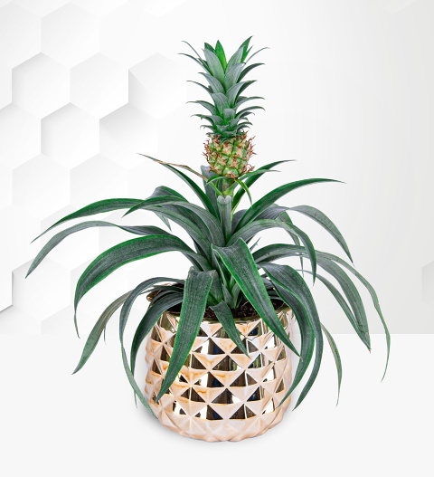 Golden Pineapple Plant image