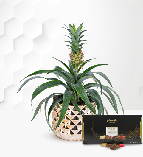 Golden Pineapple with Luxury Chocs image