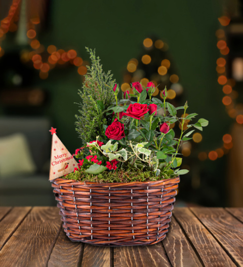 Traditional Christmas Basket - Christmas Plants - Indoor Christmas Plants - Outdoor Christmas Plants - Christmas Plant Gifts - Free Chocs