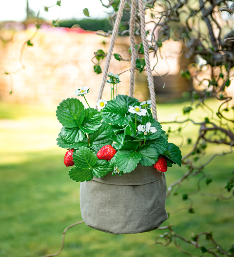 Strawberry Plant image