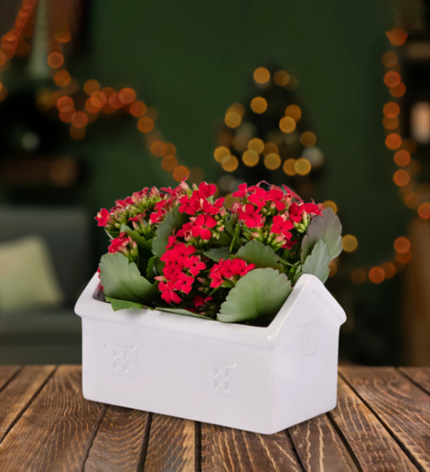 Christmas Kalanchoe House - Christmas Plants - Kalanchoe Plants - Christmas Indoor Plants - Houseplants - Plant Gifts - Free Chocs