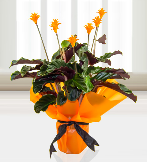 Calathea Celebration - Free Chocs image