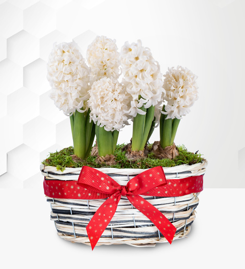 Winter Hyacinth Basket image